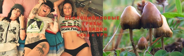 стаф Ельня